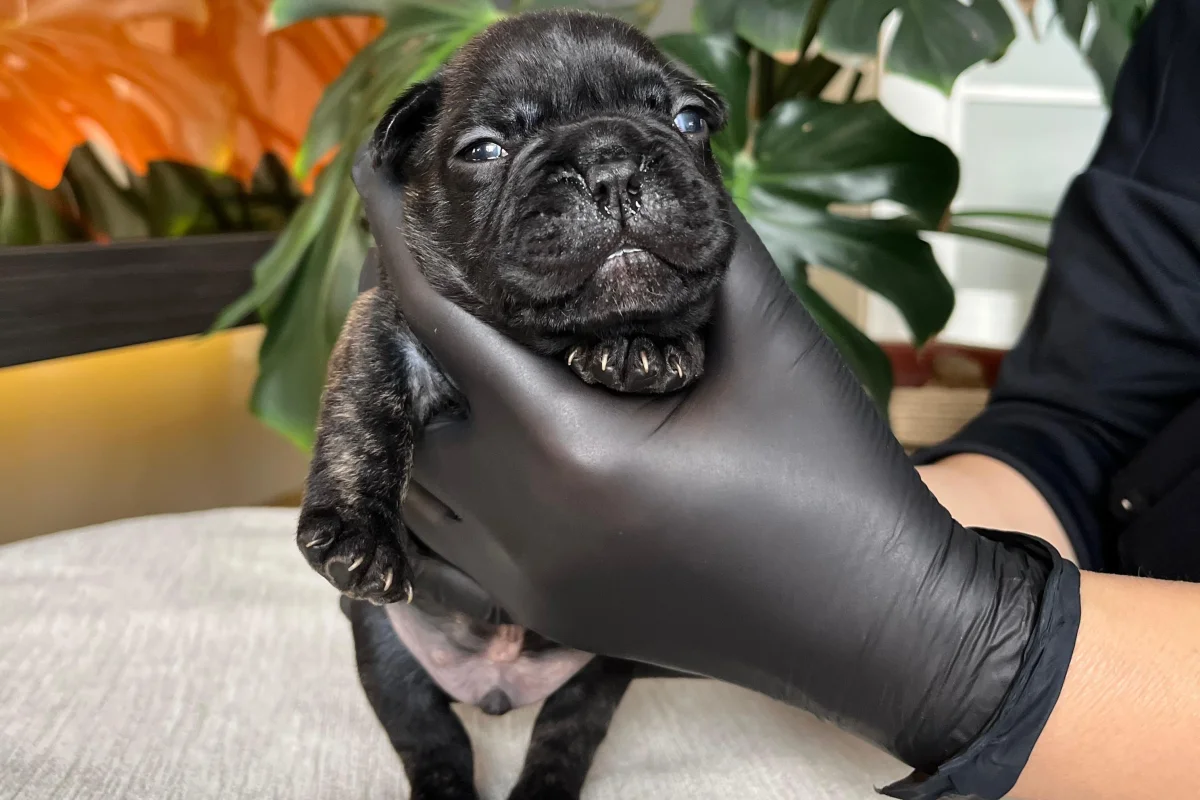 RENGARENK FRENCH BULLDOG YAVRULARIM REZERVEYE AÇIK 7