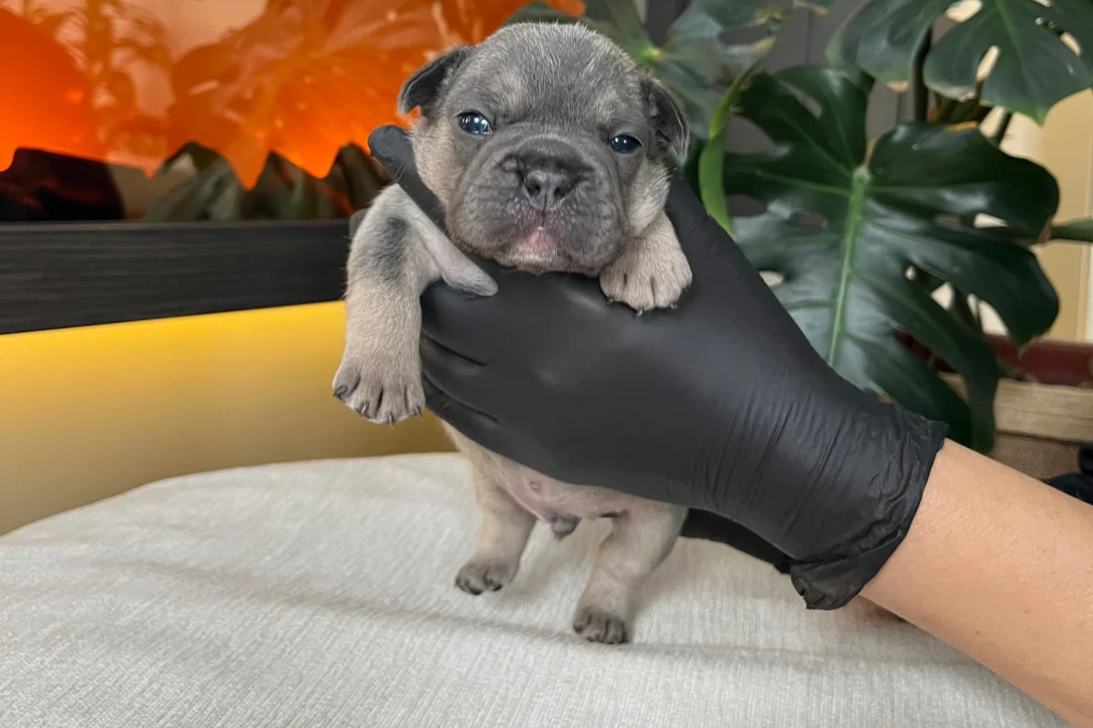RENGARENK FRENCH BULLDOG YAVRULARIM REZERVEYE AÇIK 5