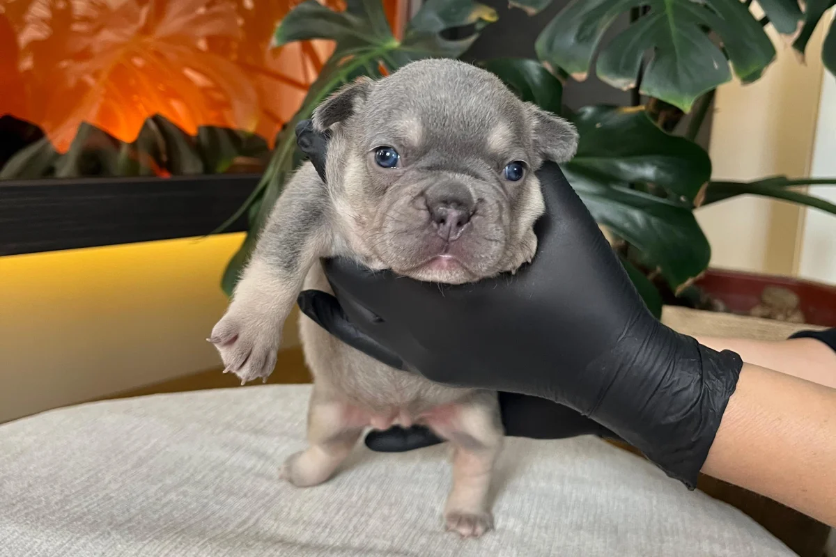 RENGARENK FRENCH BULLDOG YAVRULARIM REZERVEYE AÇIK 1