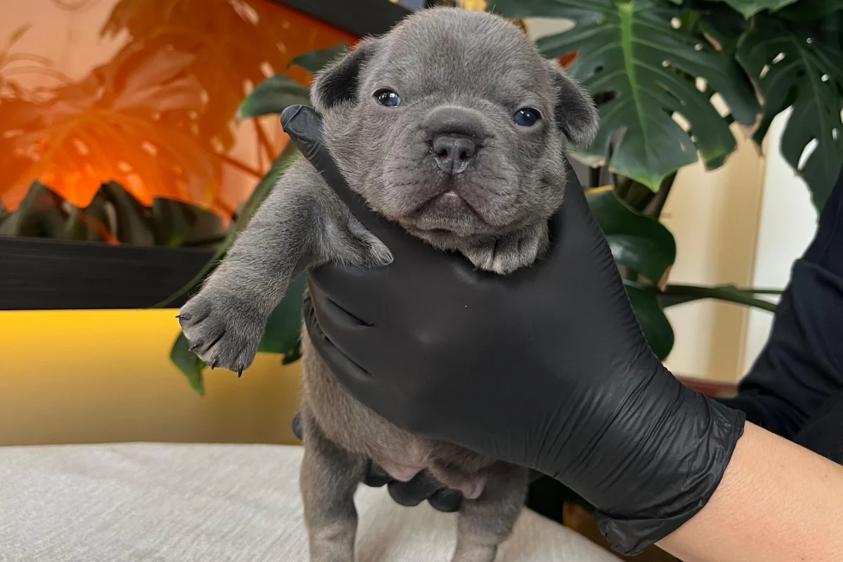 RENGARENK FRENCH BULLDOG YAVRULARIM REZERVEYE AÇIK 3