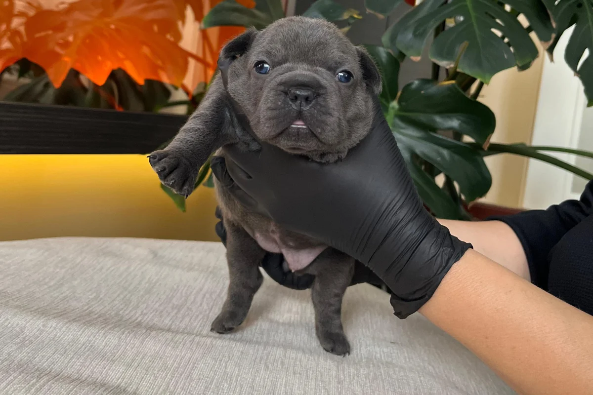 RENGARENK FRENCH BULLDOG YAVRULARIM REZERVEYE AÇIK 2