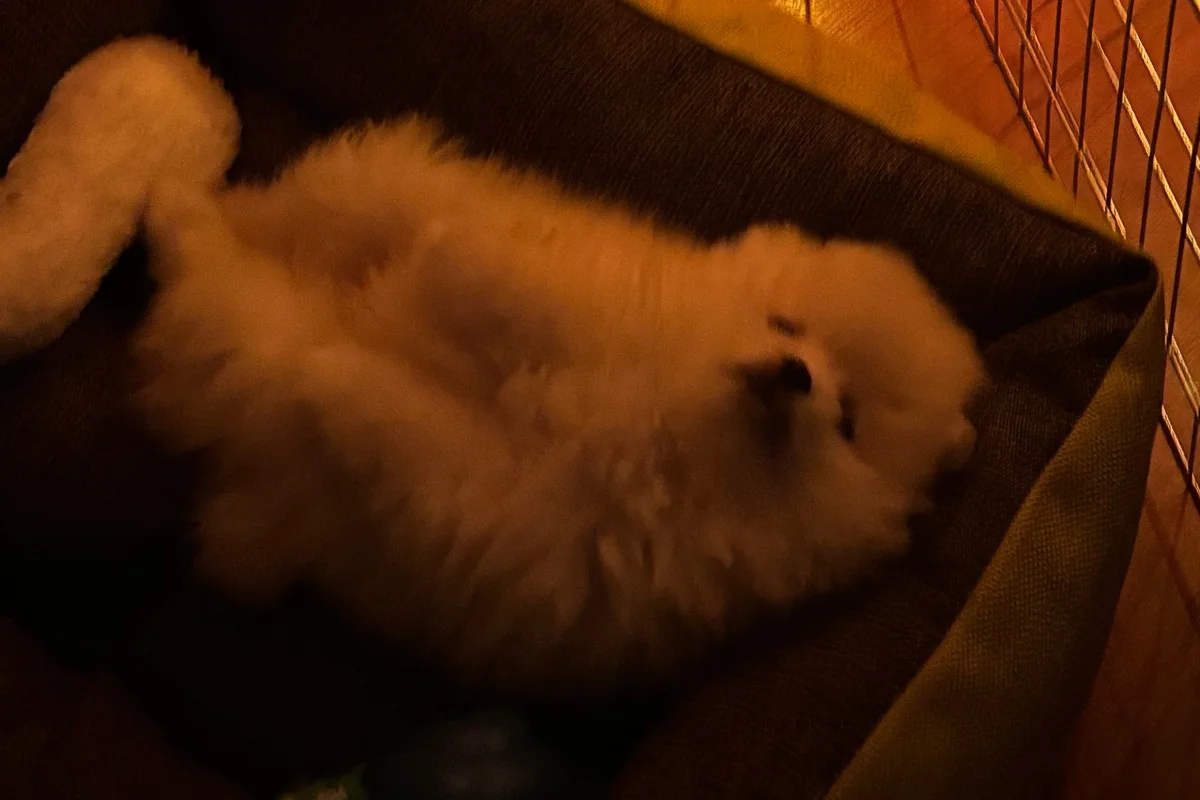 3 aylık erkek pomerian 1
