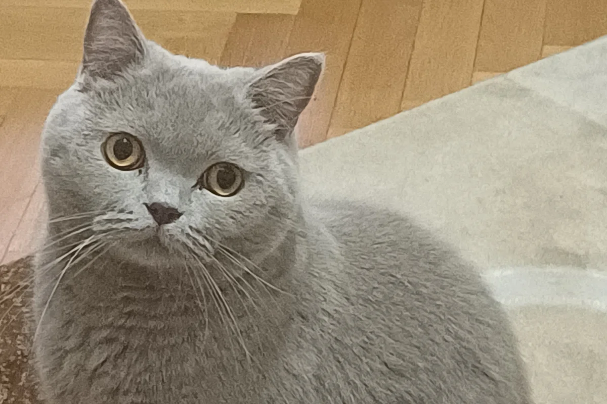 Uysal Britsh Shorthair 1