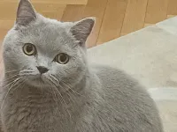 Uysal Britsh Shorthair