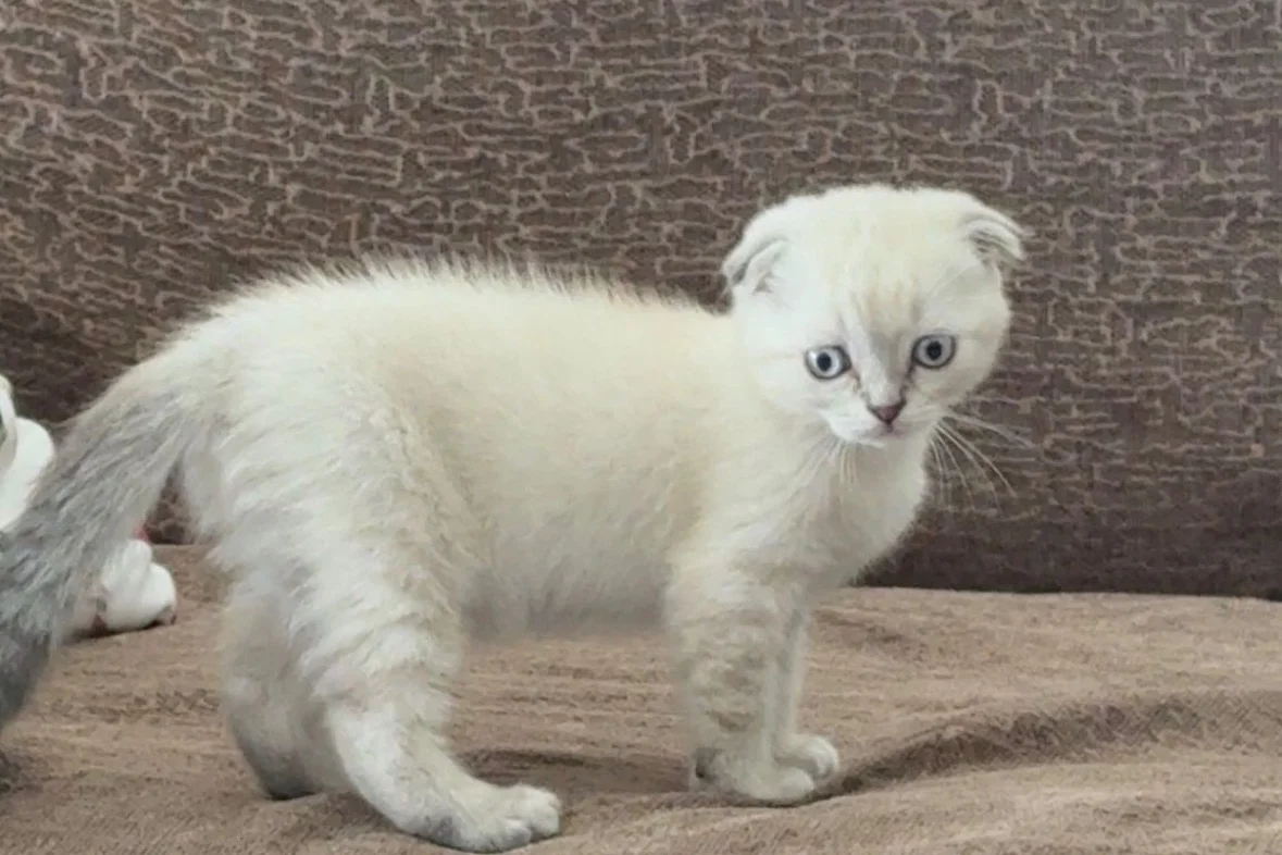 Sevecen Scottish Fold kedicik 1