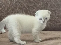 Sevecen Scottish Fold kedicik