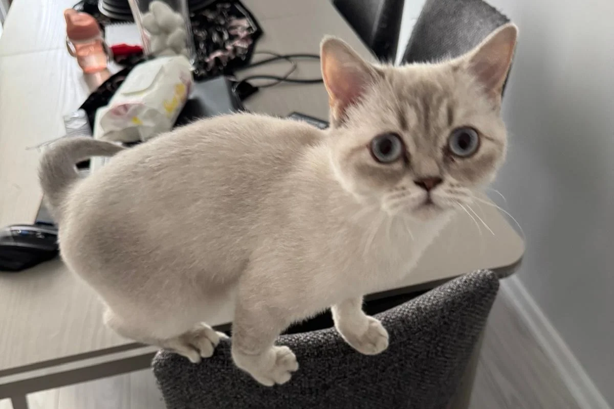 10 aylık Dişi British Shorthair 1