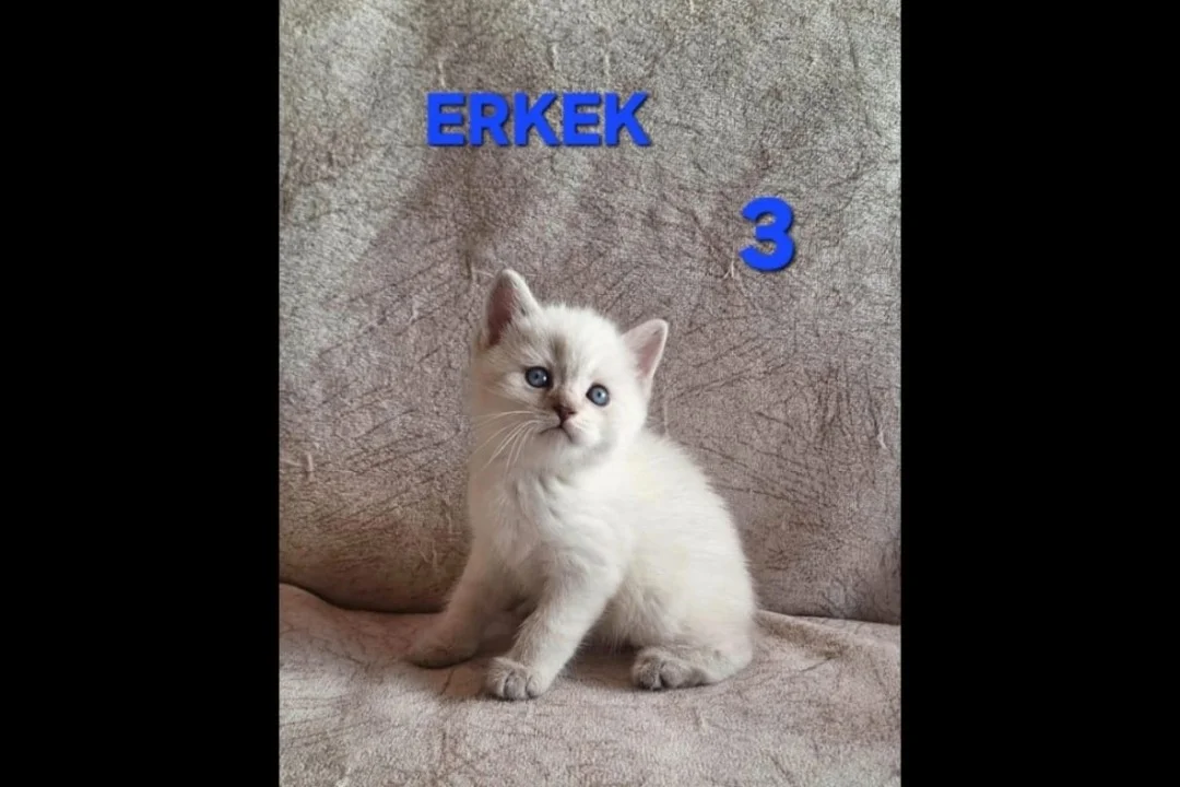 PAMUK ŞEKERLERİM🥰🍭 6