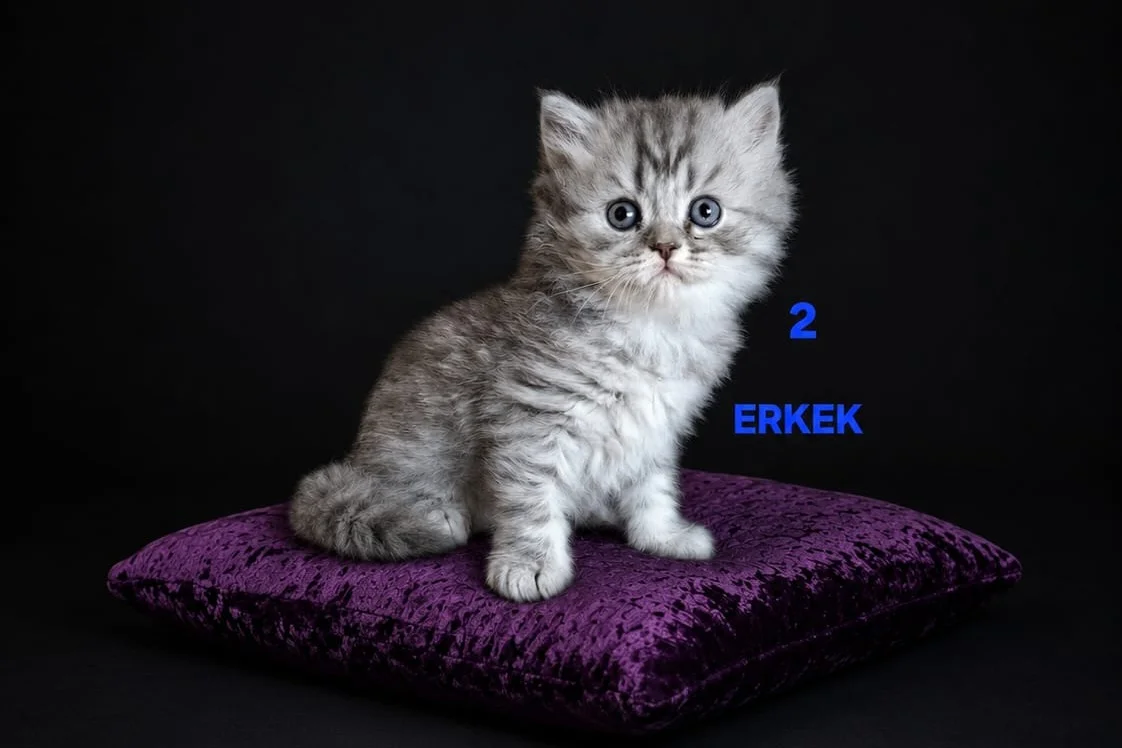 PAMUK ŞEKERLERİM🥰🍭 4