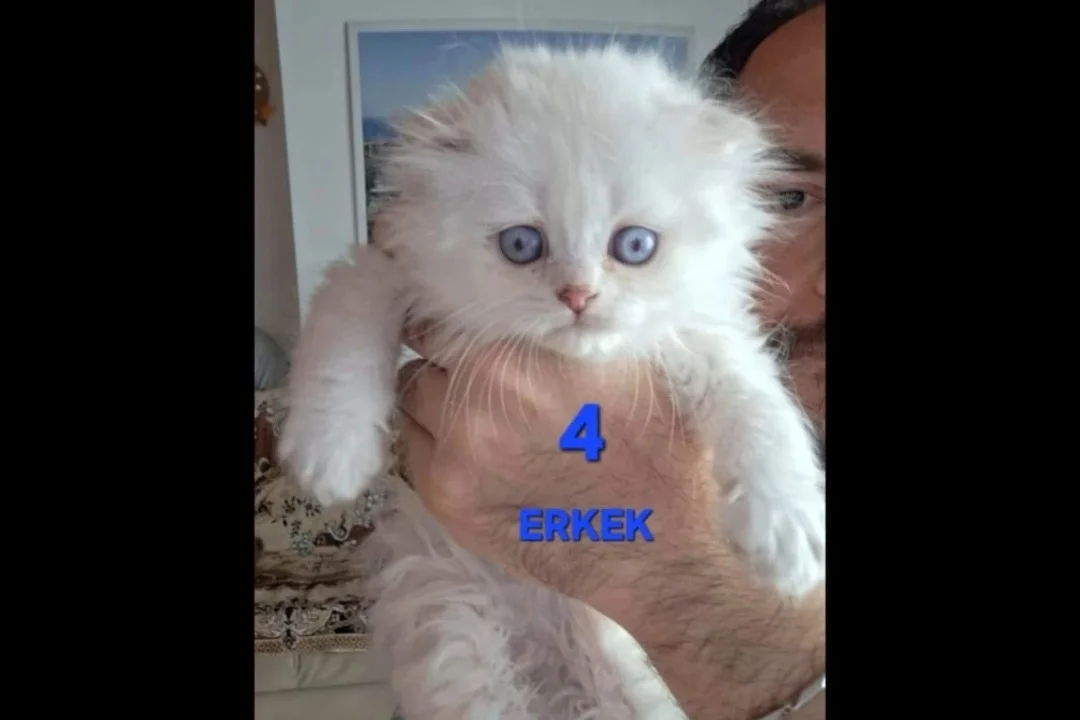 PAMUK ŞEKERLERİM🥰🍭 5