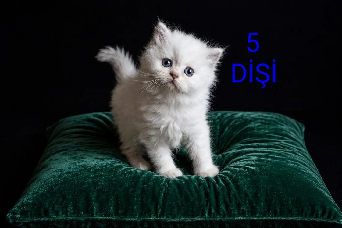 PAMUK ŞEKERLERİM🥰🍭 2