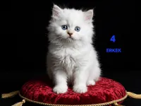 PAMUK ŞEKERLERİM🥰🍭