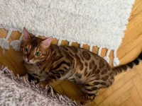 1 yaş kızgınlıkta erkek bengal