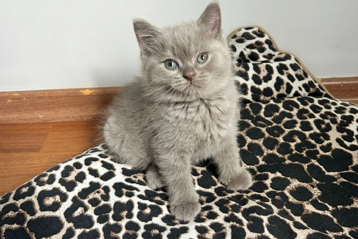 2 aylık erkek british shorthair 5
