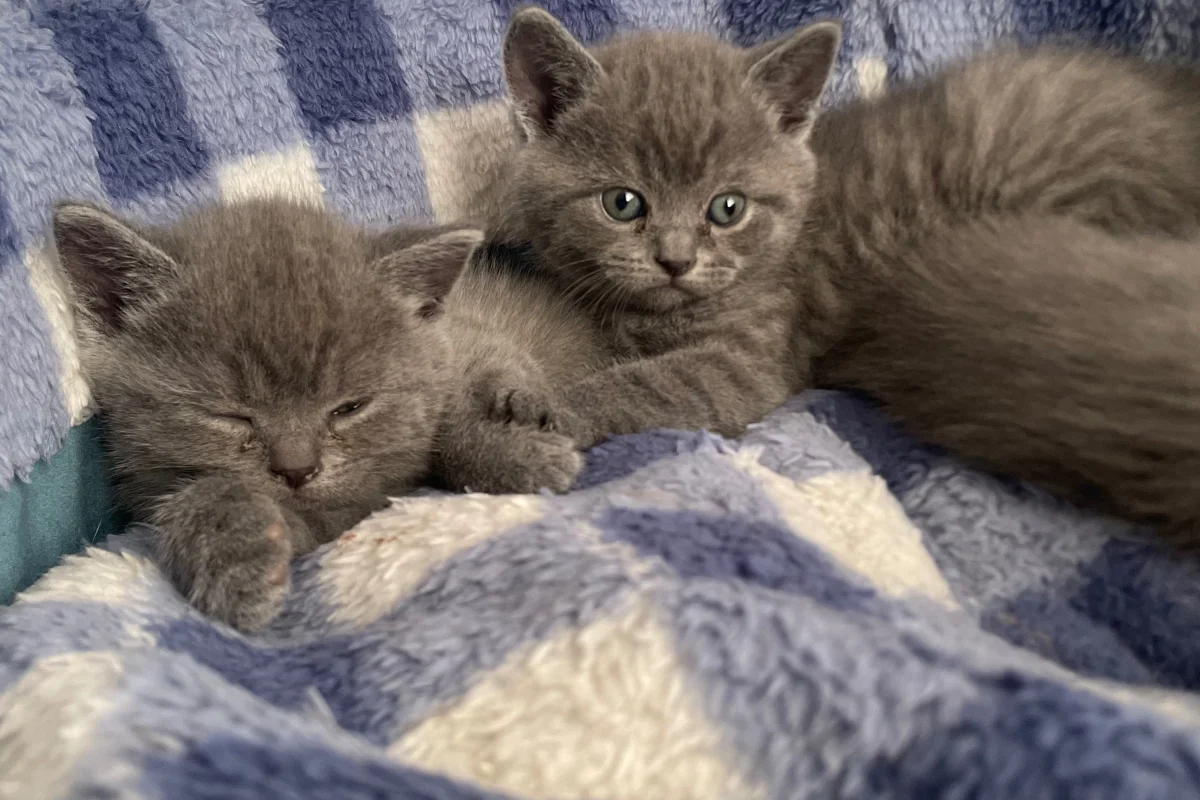 45 günlük erkek yavrularımız British Shorthair 2