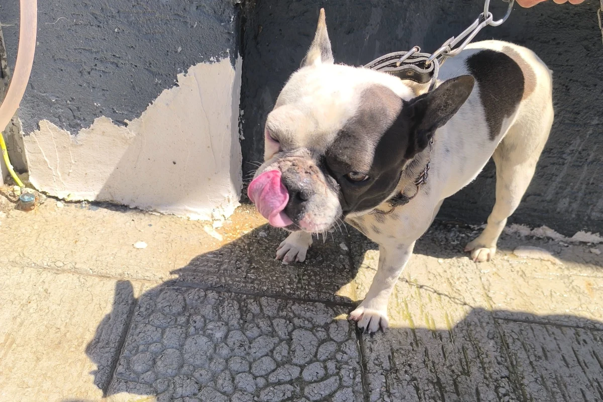 1 yaşında dişi french bulldog 1