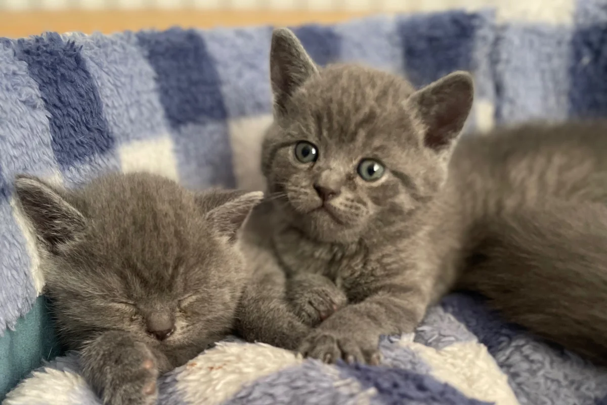 45 günlük erkek yavrularımız British Shorthair 3