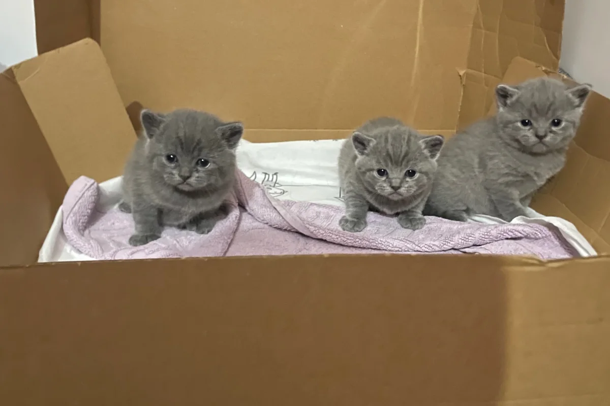 45 günlük erkek yavrularımız British Shorthair 4