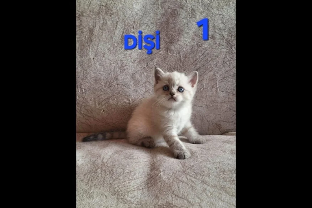 PAMUK ŞEKERLERİM🥰🍭 7