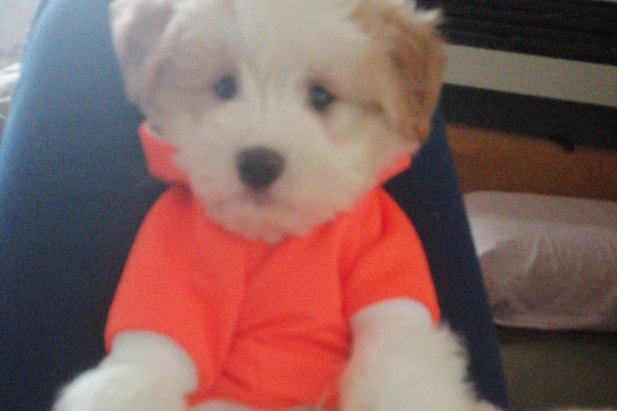 3 Aylık Erkek Maltese Terrier 1