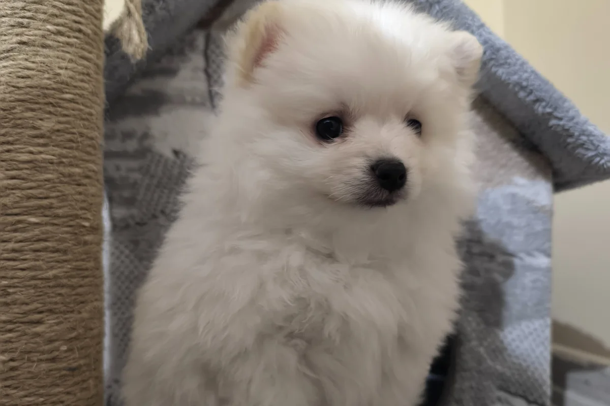 3 aylık pomeranian boo 1