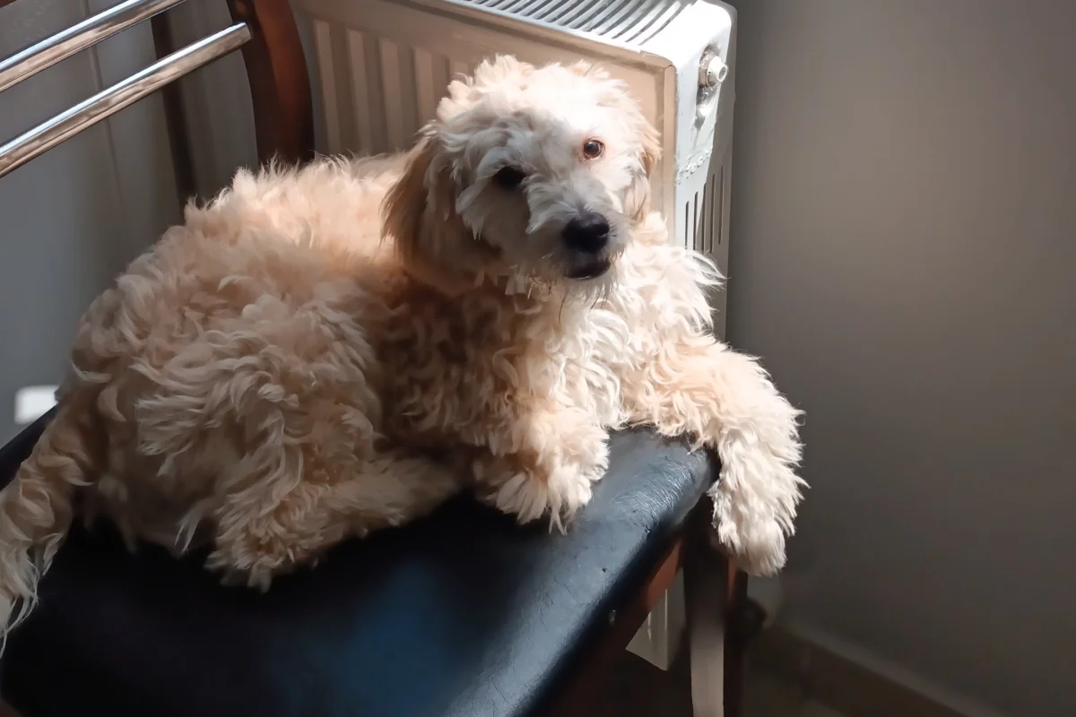 7 aylık maltipoo 1