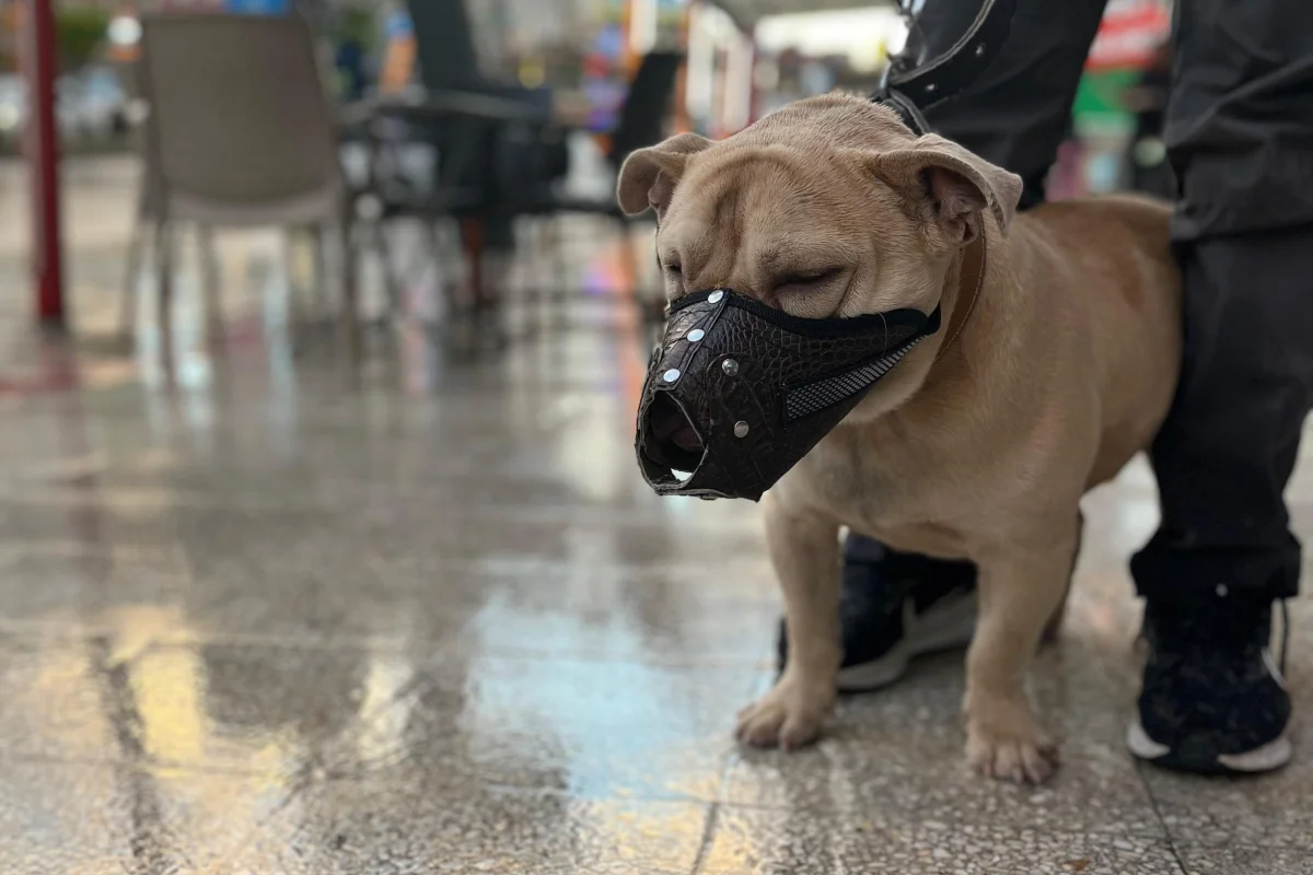 2 yaşında kısa bacak pitbul 3