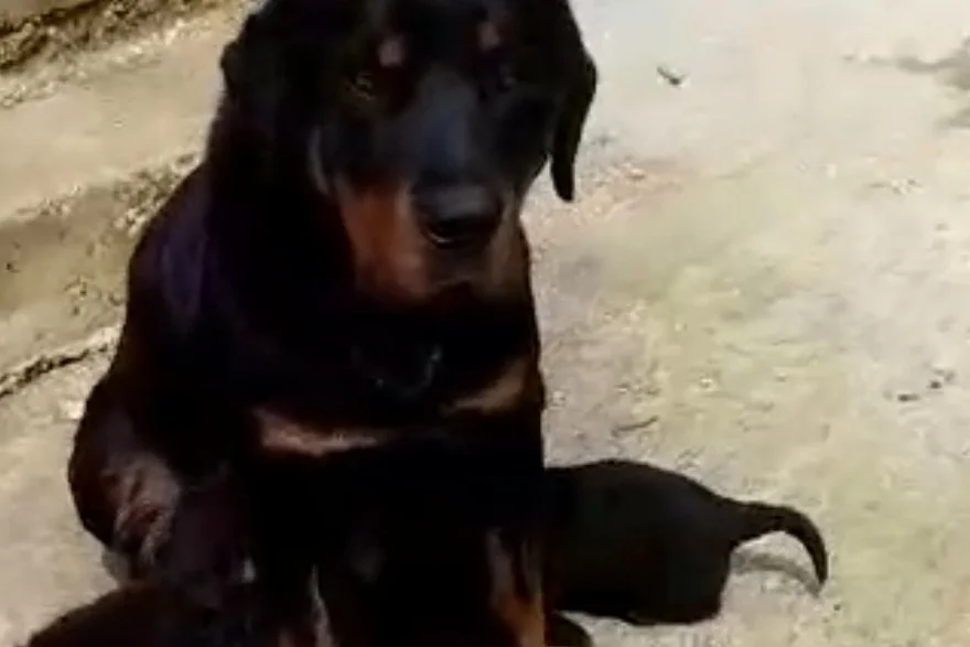 3 Aylık Rottweiler yavru 1