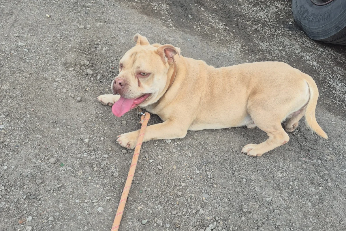 2 yaşında kısa bacak pitbul 5