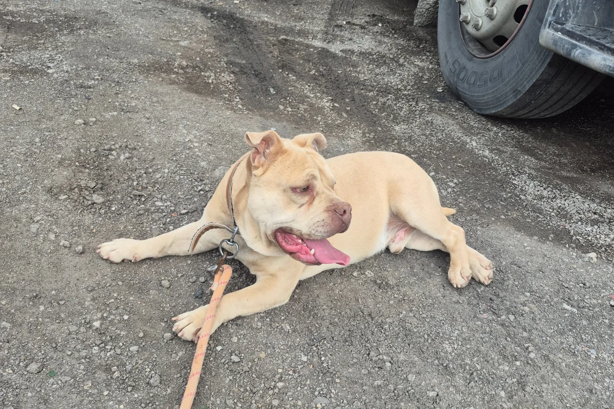 2 yaşında kısa bacak pitbul 6
