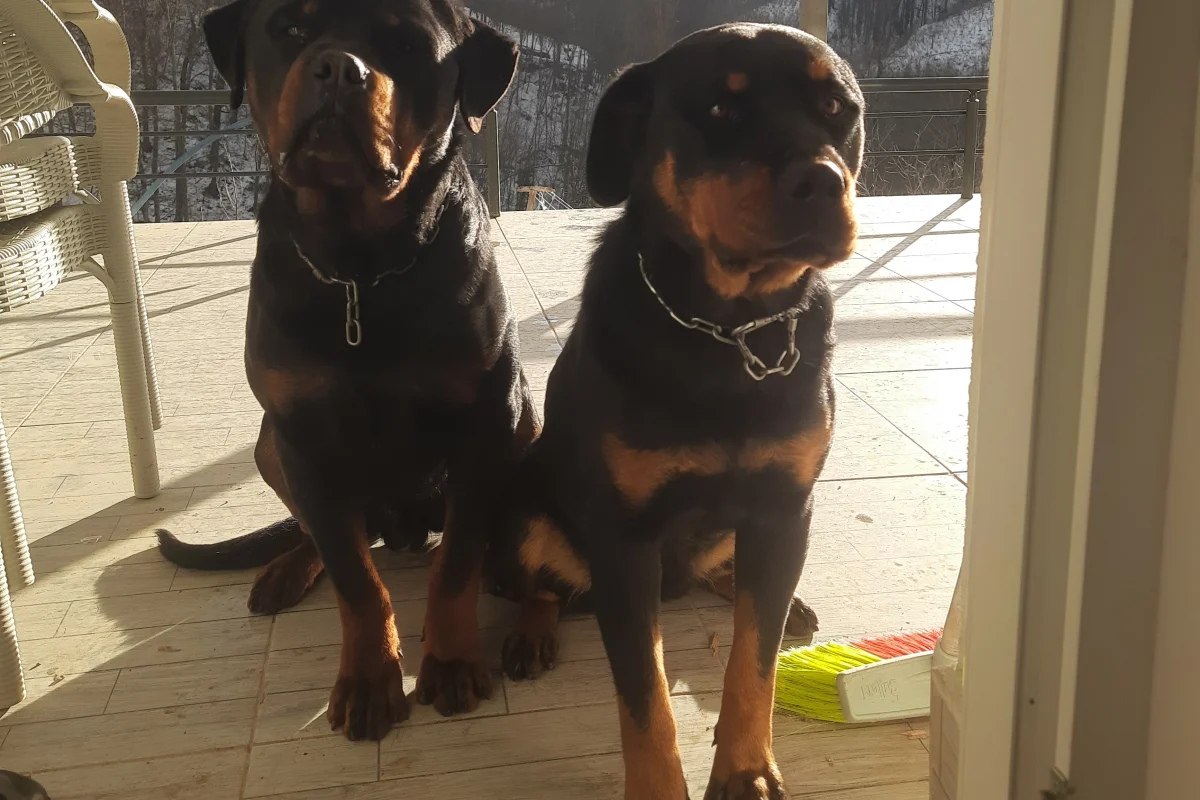 3 Aylık Rottweiler yavru 2