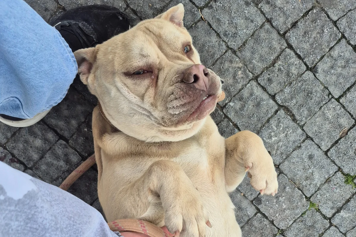 2 yaşında kısa bacak pitbul 4