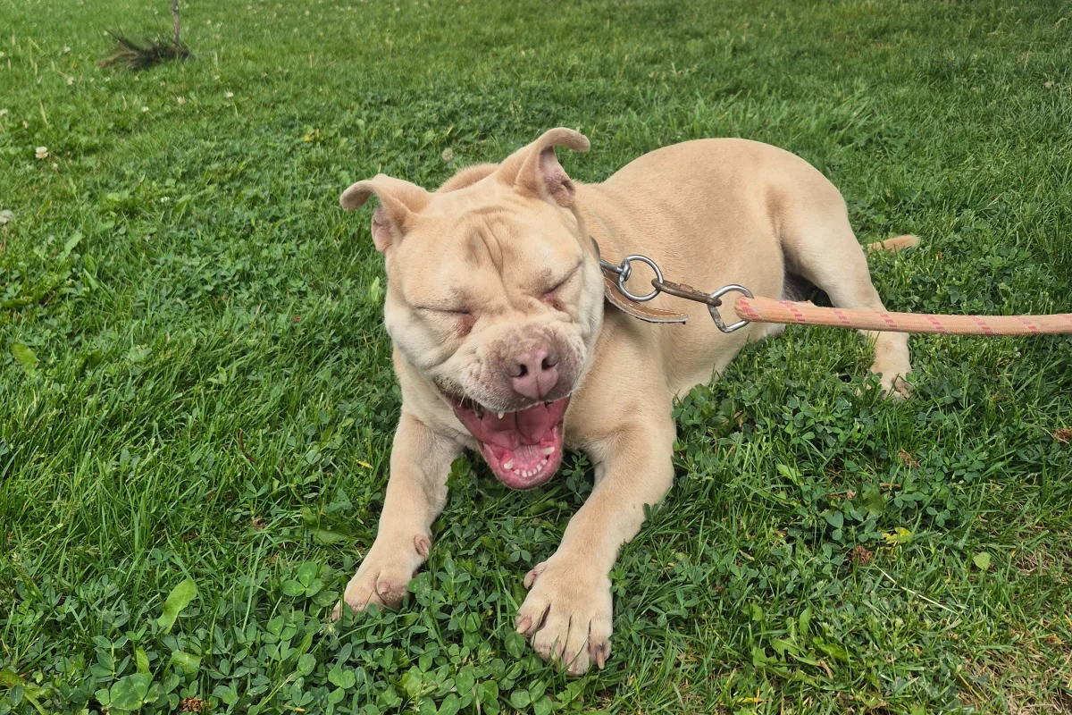 2 yaşında kısa bacak pitbul 2
