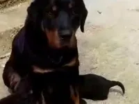 3 Aylık Rottweiler yavru