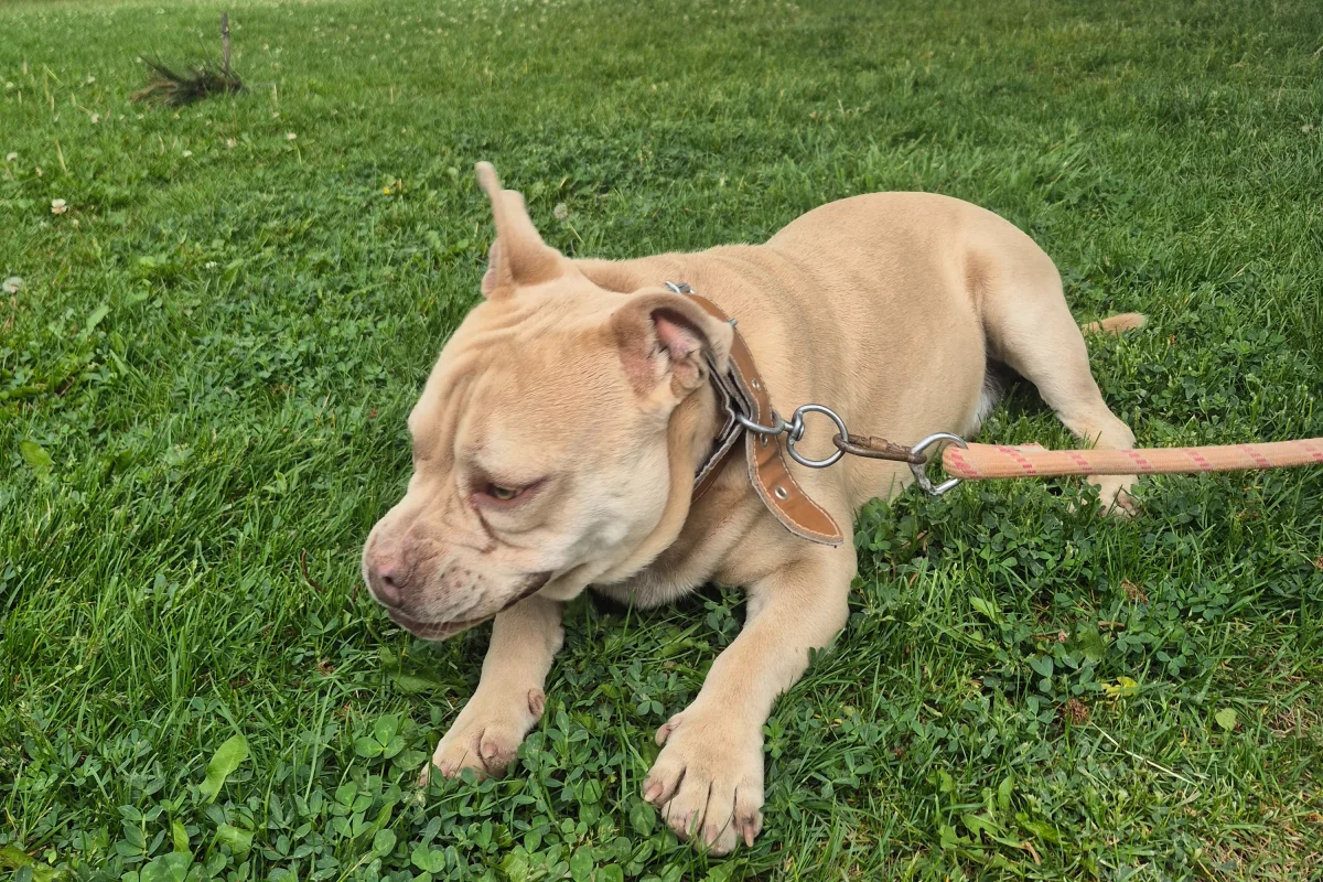 2 yaşında kısa bacak pitbul 1