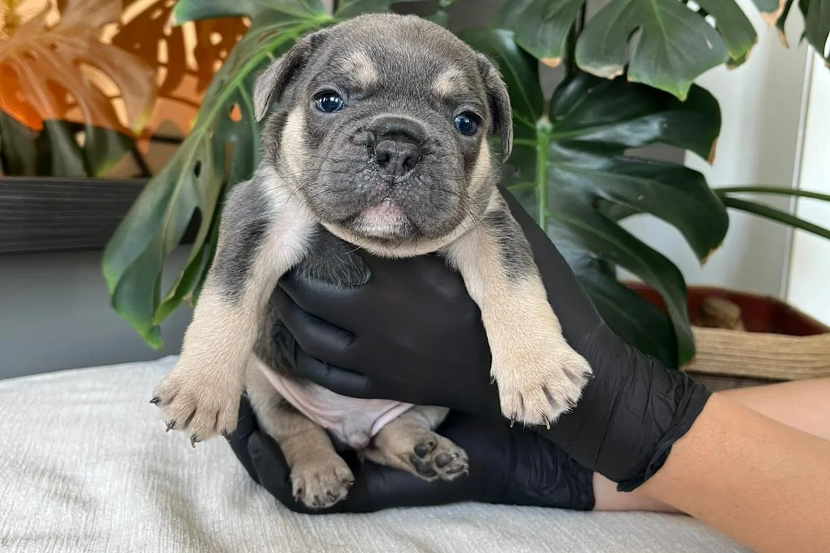 RENGARENK FRENCH BULLDOG YAVRULARIM EGZOTİK 5