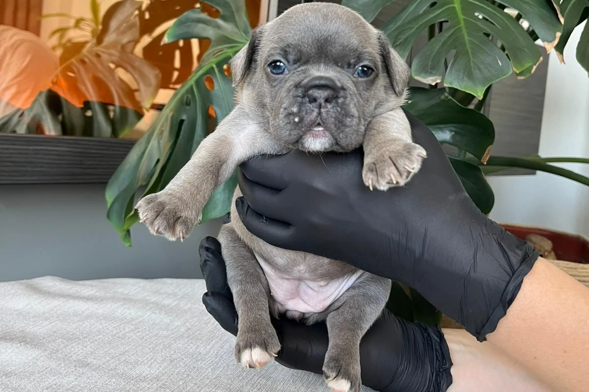 RENGARENK FRENCH BULLDOG YAVRULARIM EGZOTİK 6