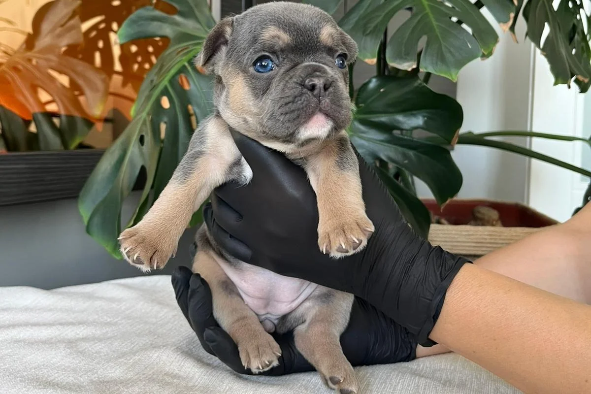 RENGARENK FRENCH BULLDOG YAVRULARIM EGZOTİK 3