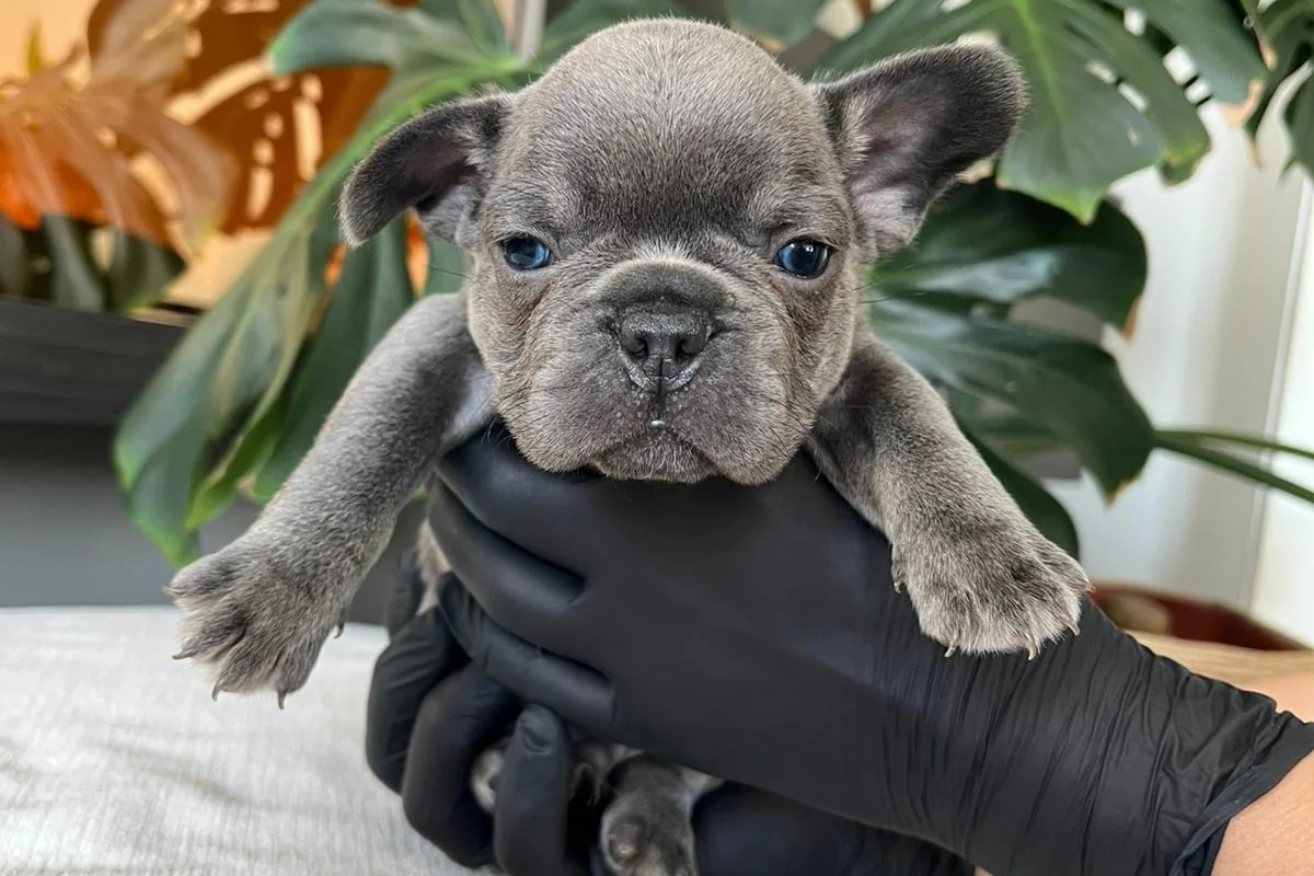 RENGARENK FRENCH BULLDOG YAVRULARIM EGZOTİK 4