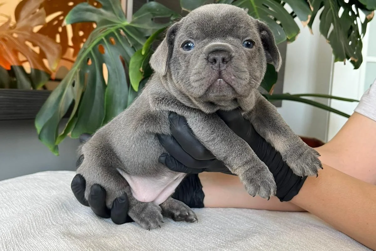 RENGARENK FRENCH BULLDOG YAVRULARIM EGZOTİK 2