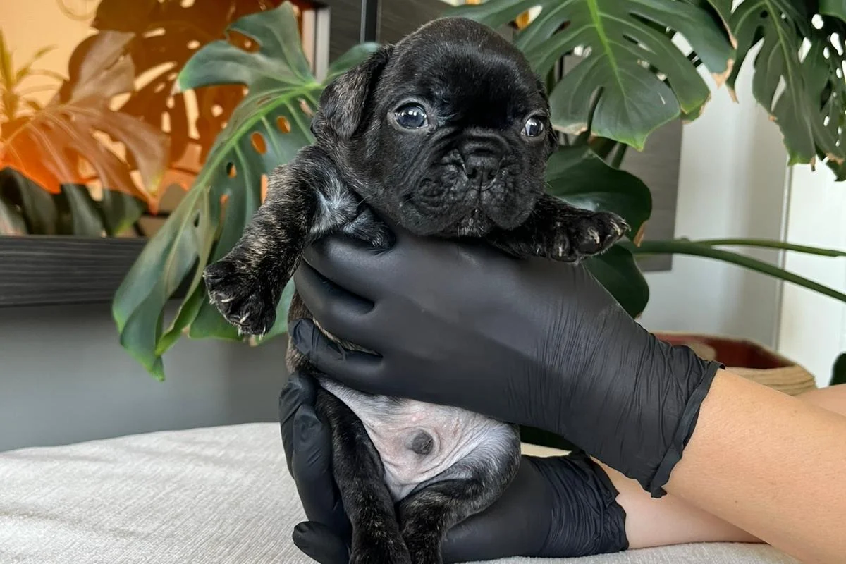 RENGARENK FRENCH BULLDOG YAVRULARIM EGZOTİK 7