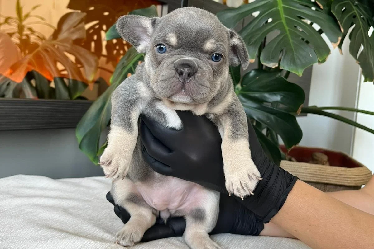 RENGARENK FRENCH BULLDOG YAVRULARIM EGZOTİK 1