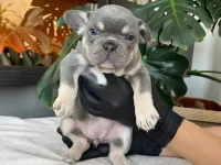 RENGARENK FRENCH BULLDOG YAVRULARIM EGZOTİK