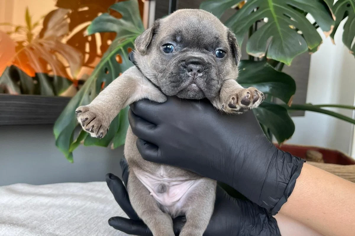 RENGARENK FRENCH BULLDOG YAVRULARIM EGZOTİK 8