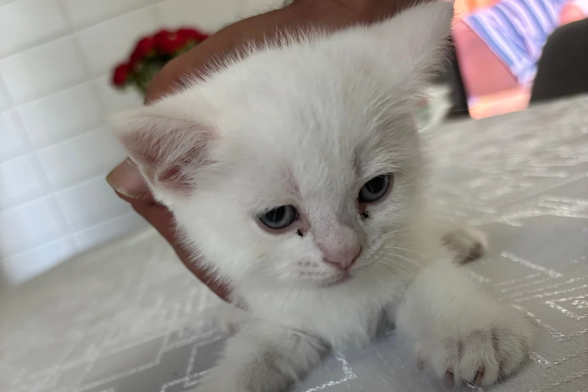 Scottish fold british shorthair 3