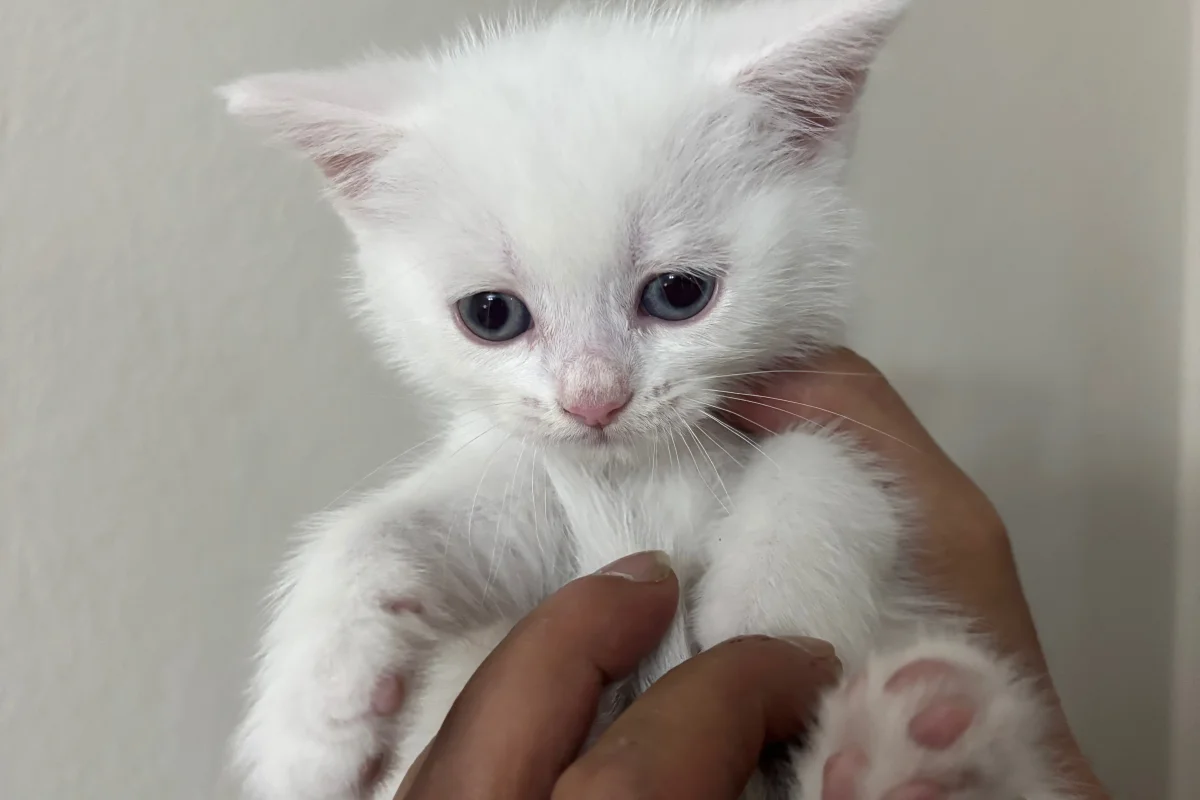 Scottish fold british shorthair 2