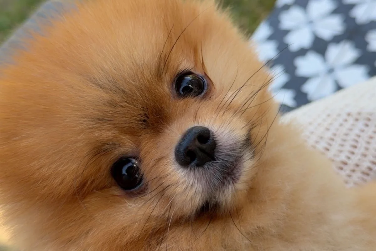 Safkan ayı surat pomeranian boo 2