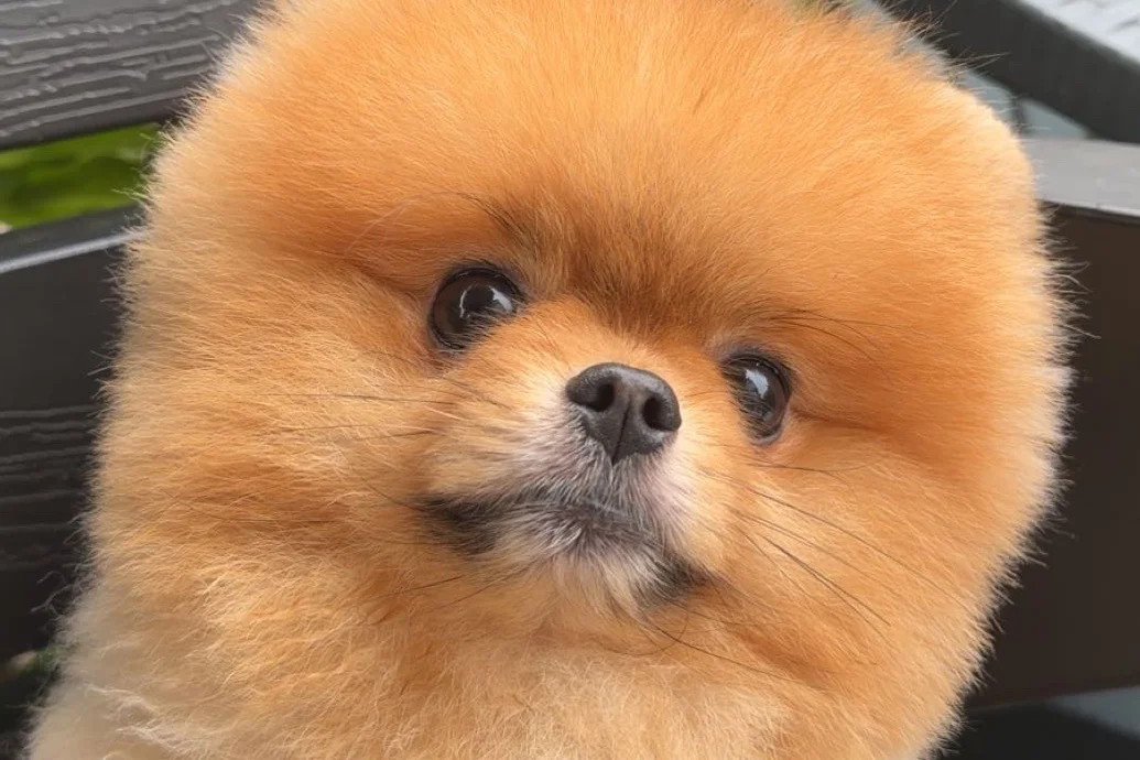 Safkan ayı surat pomeranian boo 1