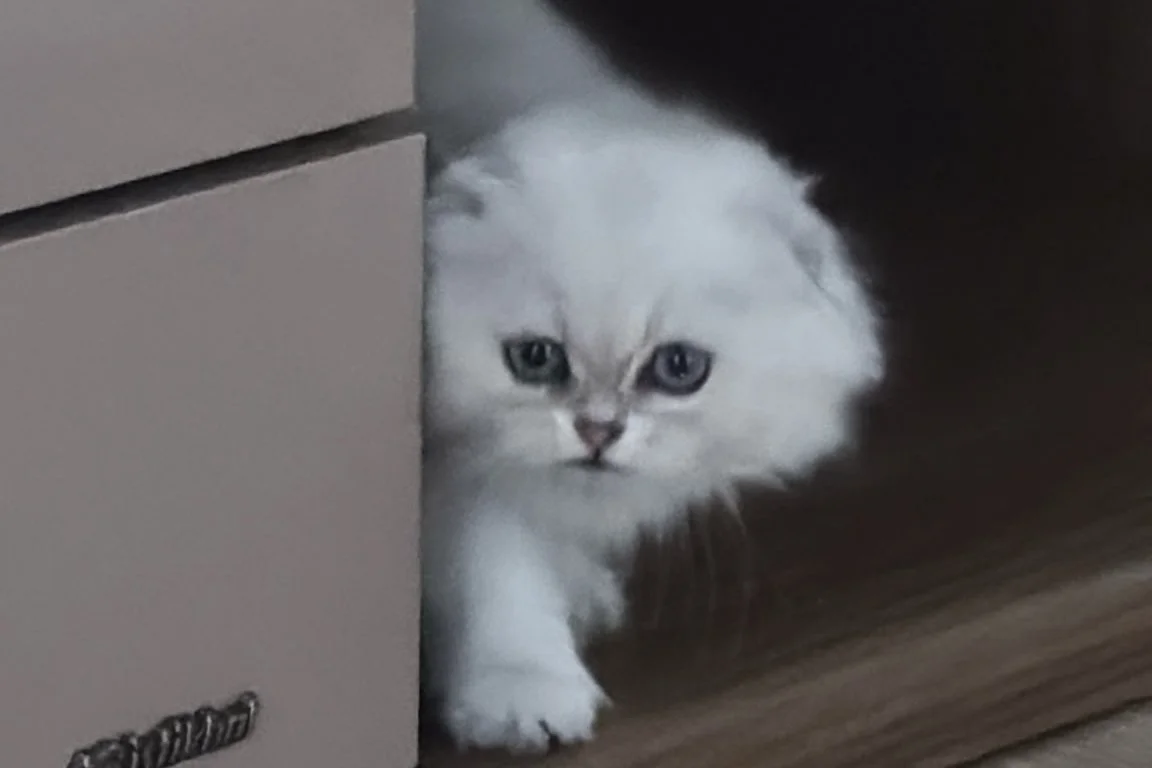 2 aylık yavru kedi 1