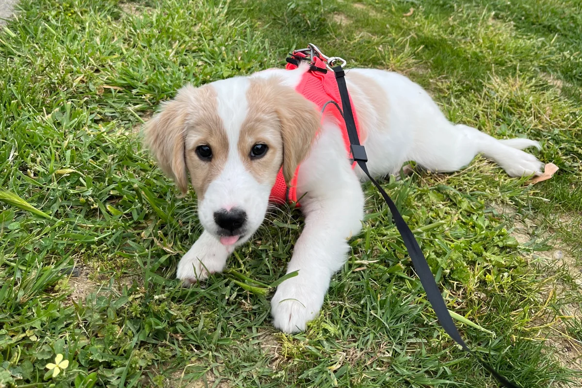 3 aylık dişi Golden Retriever 1